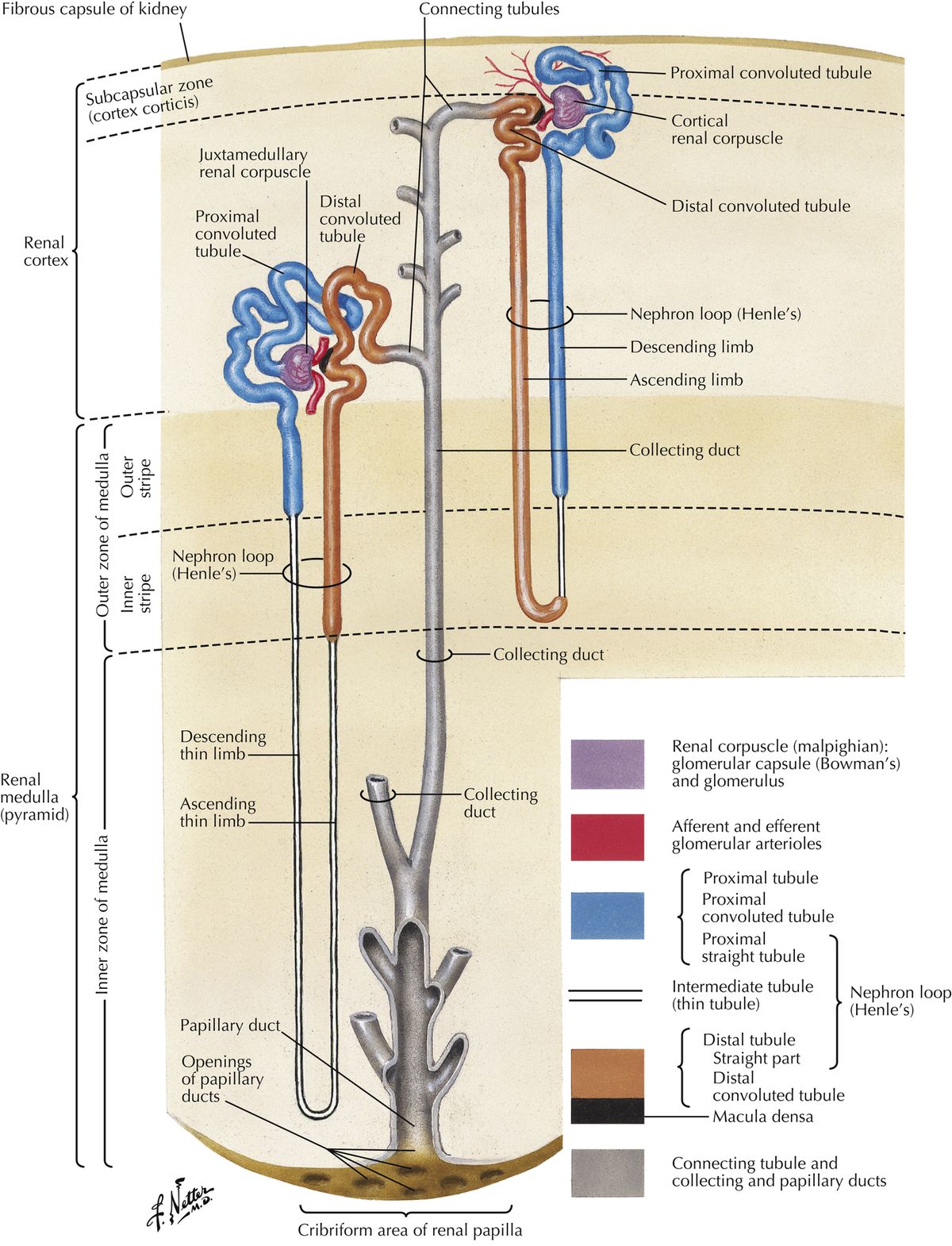 Cortical vs. juxtamedullary nephrons: short loops with peritubular capillaries vs. long loops with vasa recta.