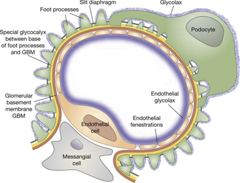 Glomerulus and filtration membrane within Bowman's capsule.
