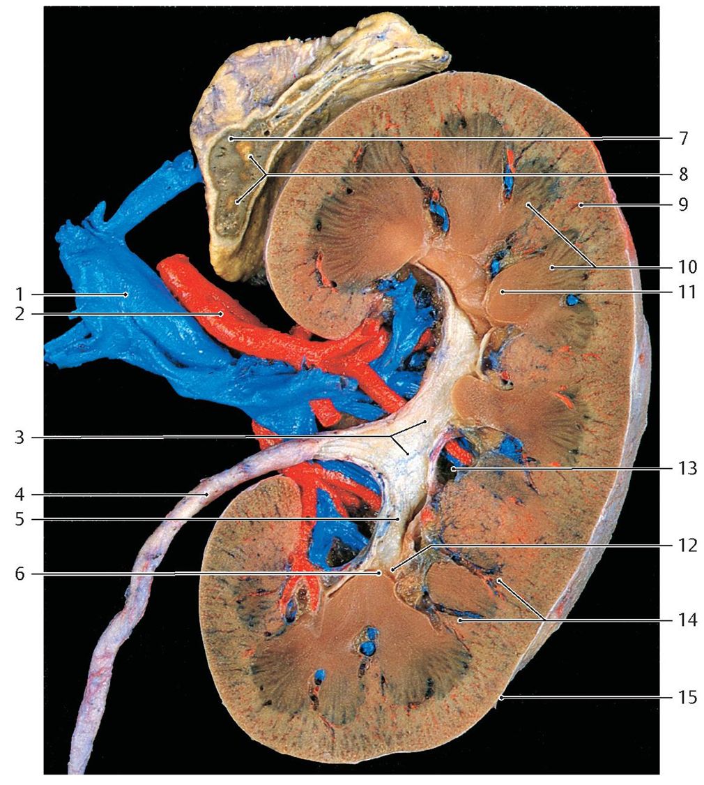 Surrounding relationships of the kidney within the retroperitoneum.