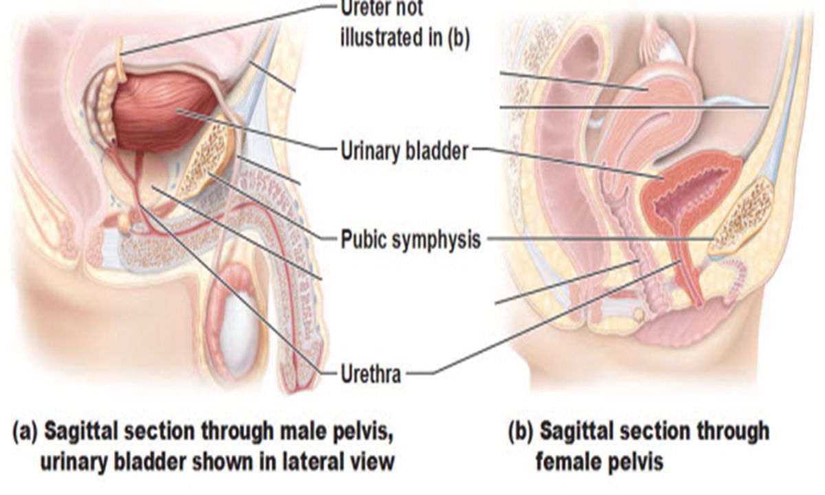 Urinary bladder relationships in the pelvis.