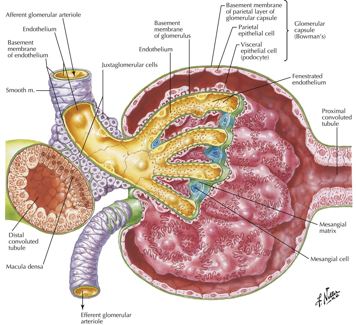 Renal corpuscle: parietal (simple squamous) and visceral (podocyte) layers around the capsular space.