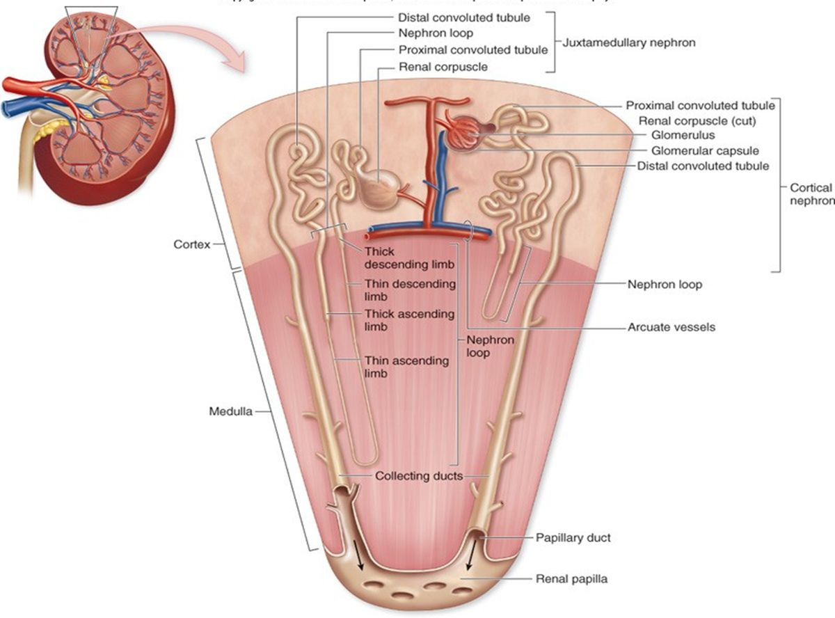 Proximal convoluted tubule lined by simple cuboidal cells with a brush border.