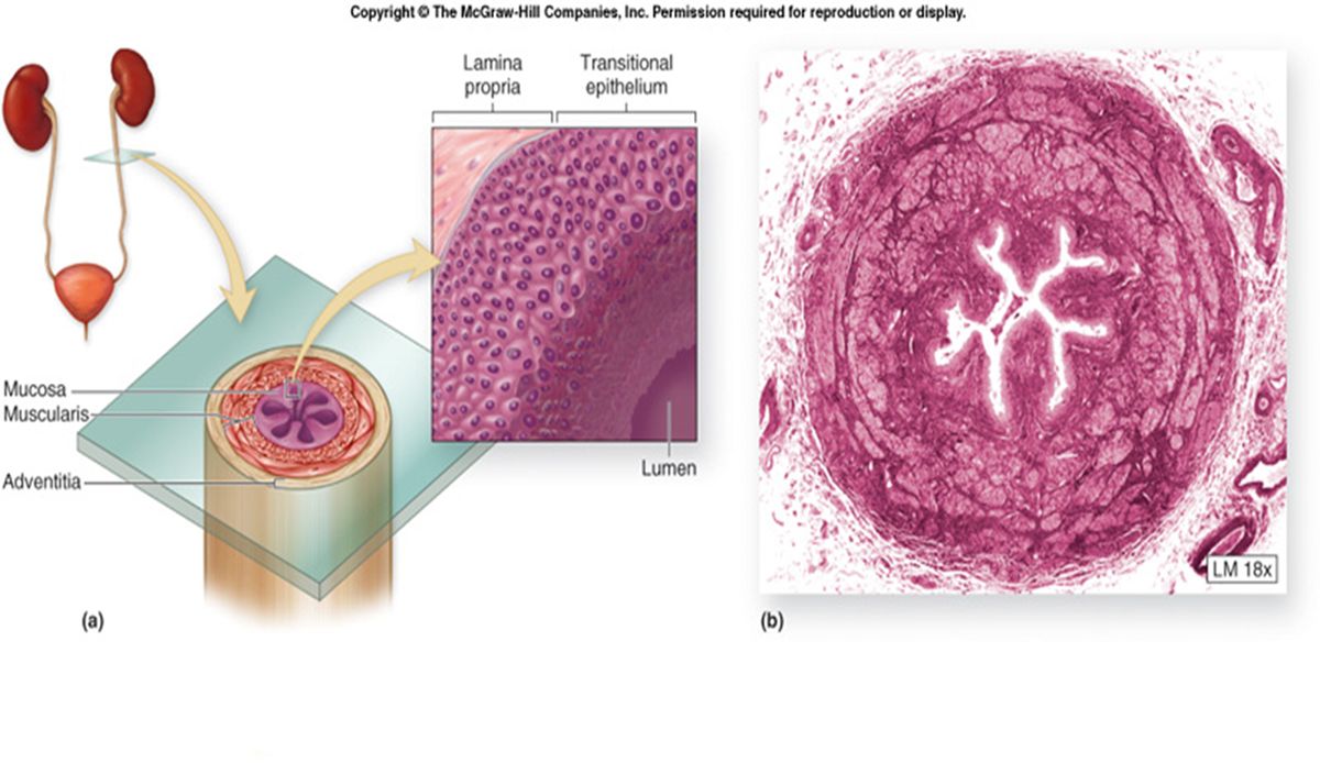 Ureter wall: transitional epithelium (urothelium), smooth muscle, and adventitia.