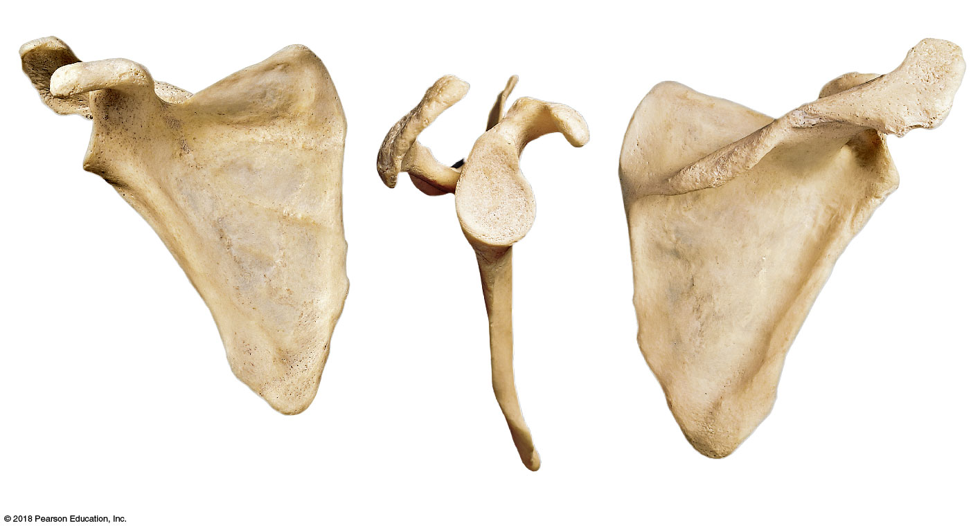 Anterior, posterior, and lateral views of the scapula