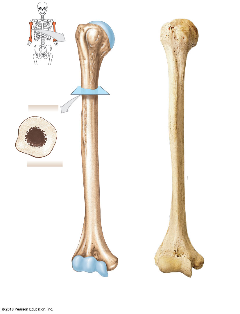 Anatomy of the humerus