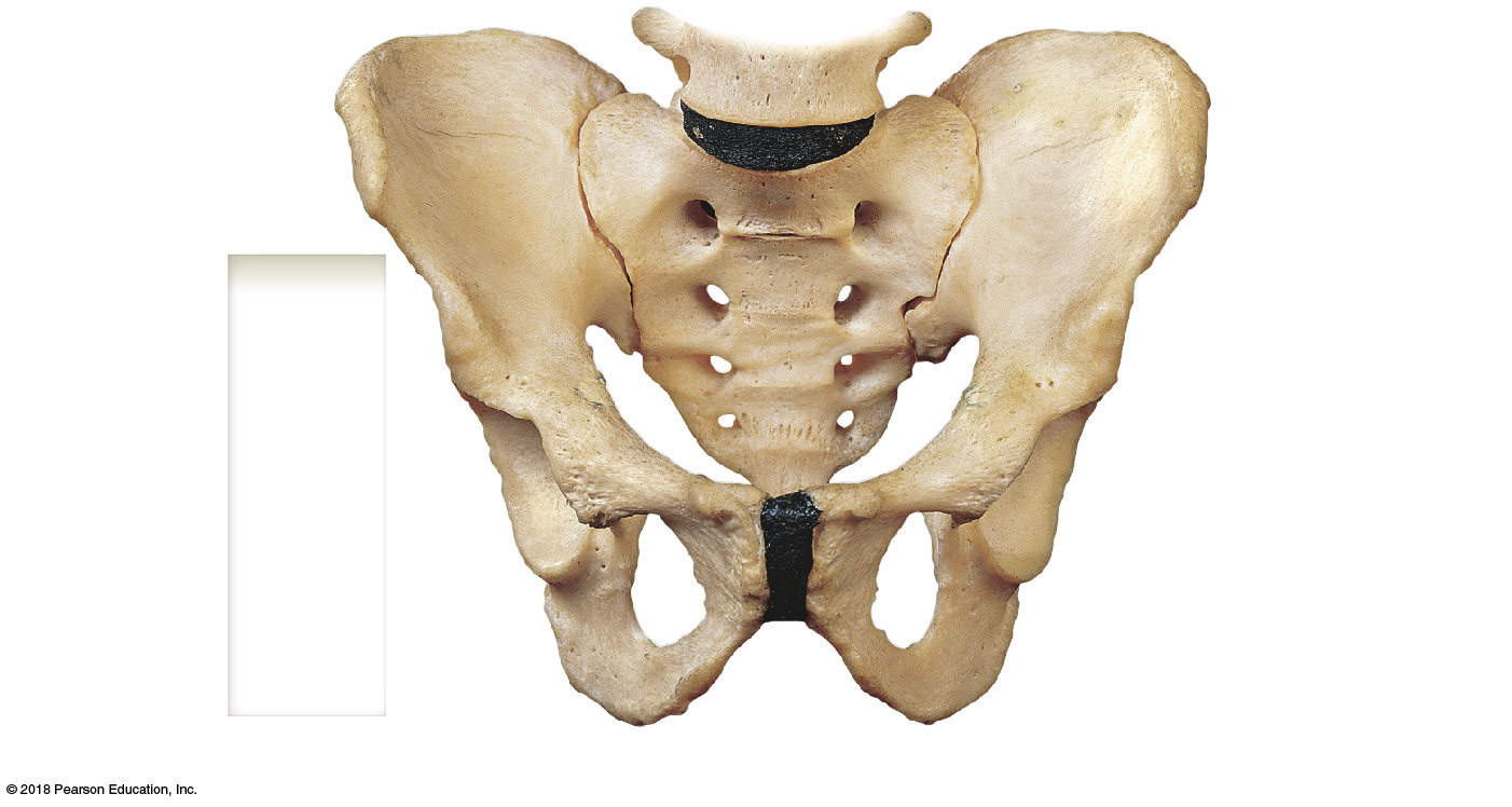 Anterior view of the hip bone (coxal bone)
