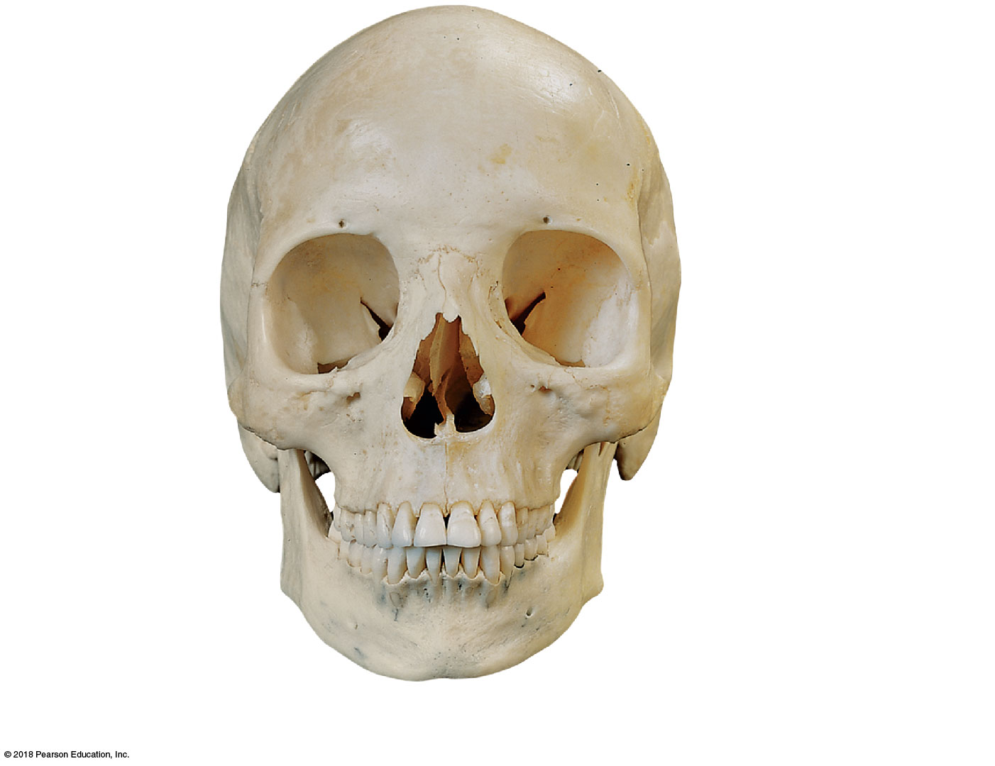Anterior view of the adult skull