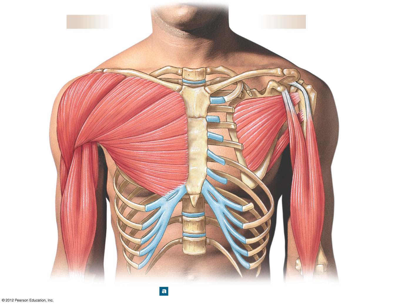 Anterior view of the shoulder and arm musculature