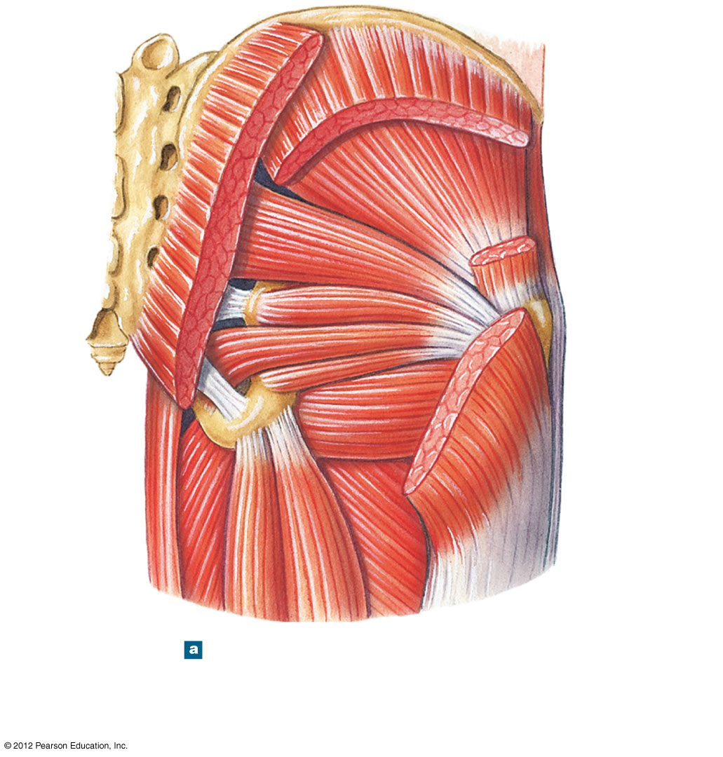 Posterior view of the gluteal muscles