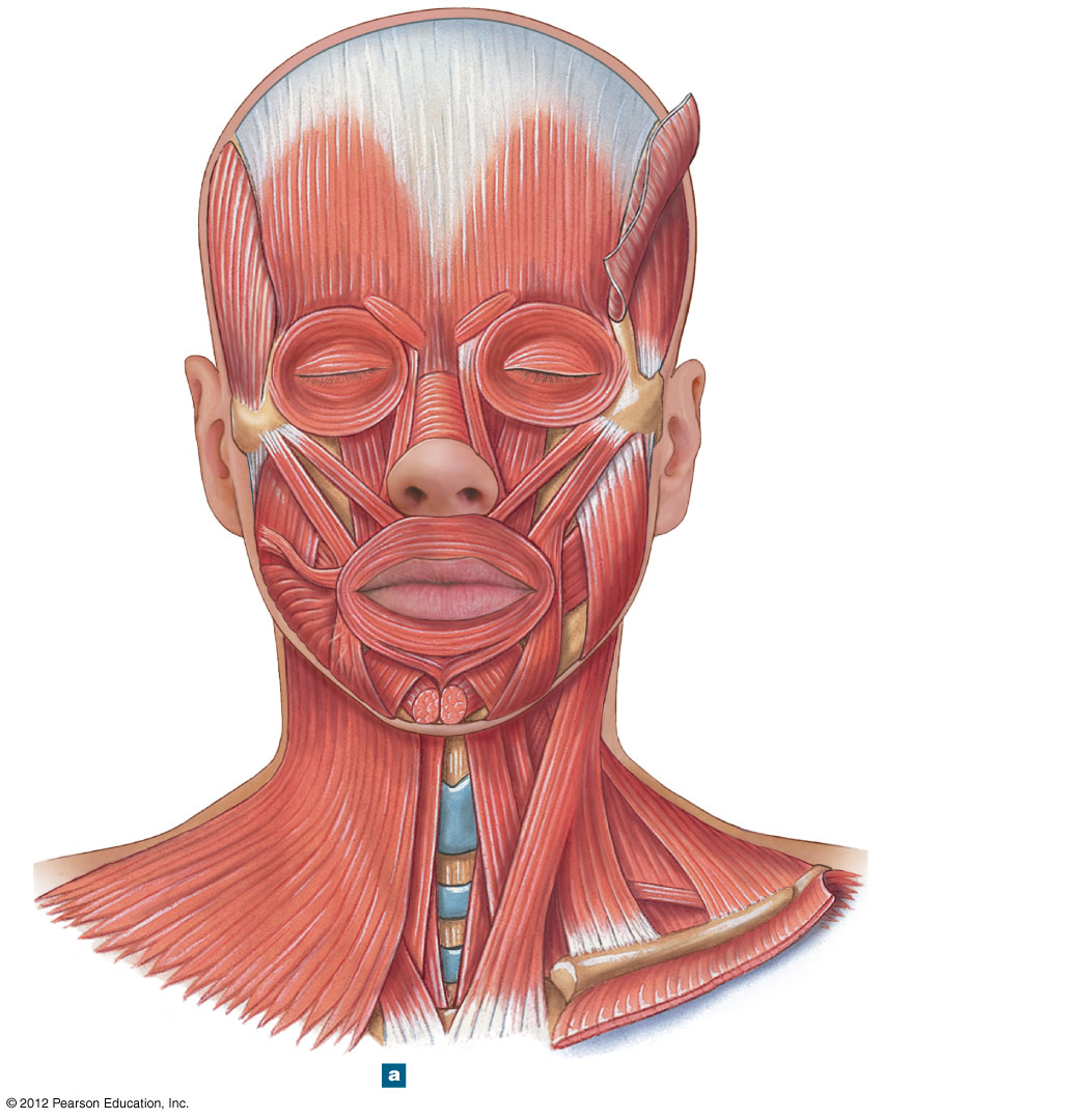 Anterior view of the superficial head and neck muscles