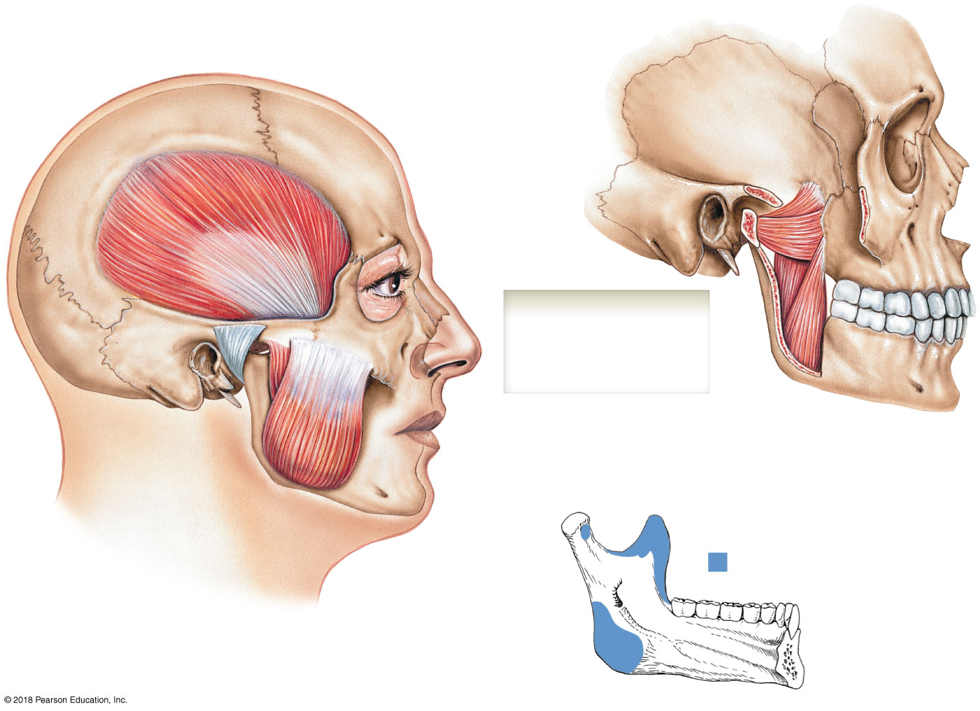 Muscles of mastication