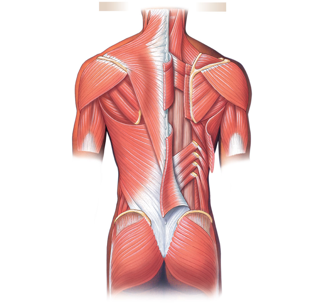 Superficial and deep muscles of the back