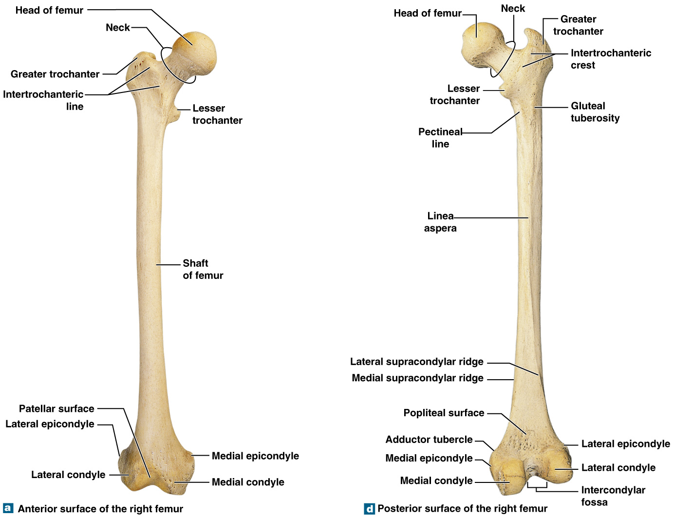Anterior and posterior views of the right femur, fully labeled
