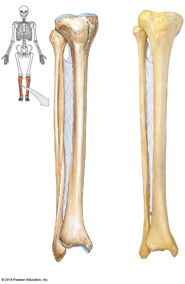 Anterior view of the right tibia and fibula