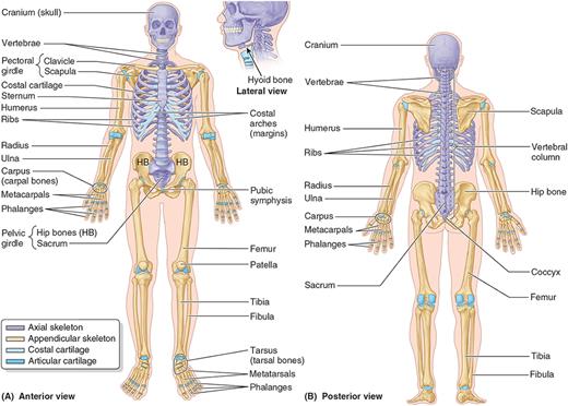 Anterior and posterior views of the full skeleton, color-coded by axial vs. appendicular skeleton