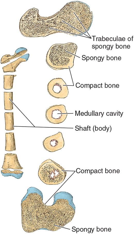 Cross-sections of a long bone from proximal epiphysis to shaft to distal epiphysis