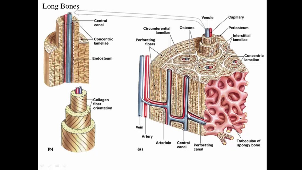 Microscopic structure of an osteon within compact bone