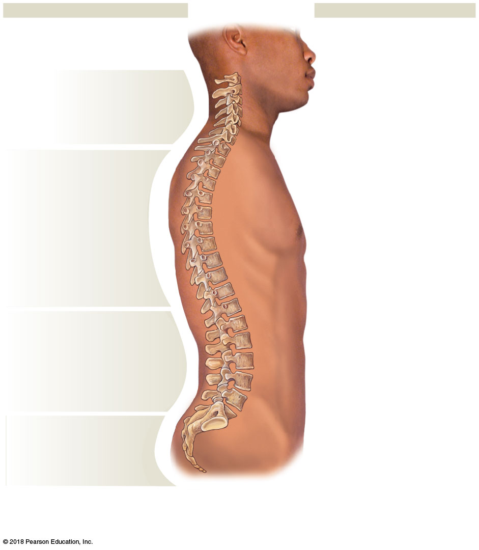 Lateral view of the vertebral column in situ, showing its four curves