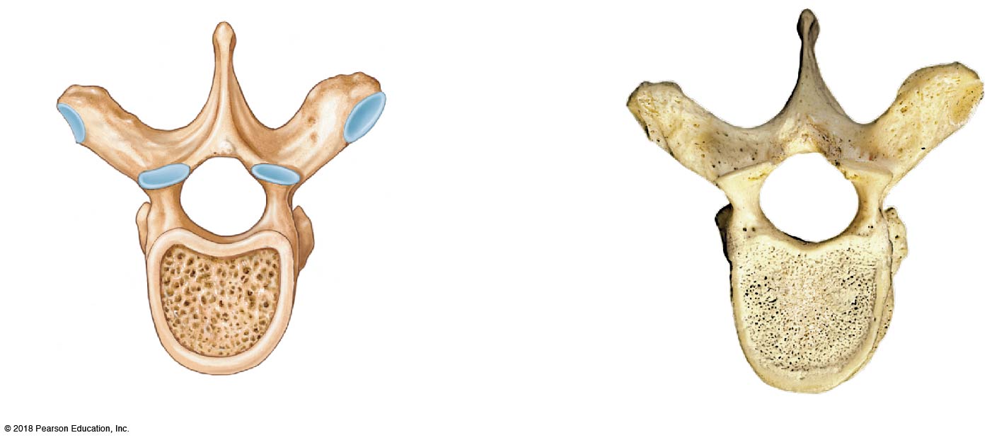 A representative thoracic vertebra, superior view, illustration and matching bone specimen