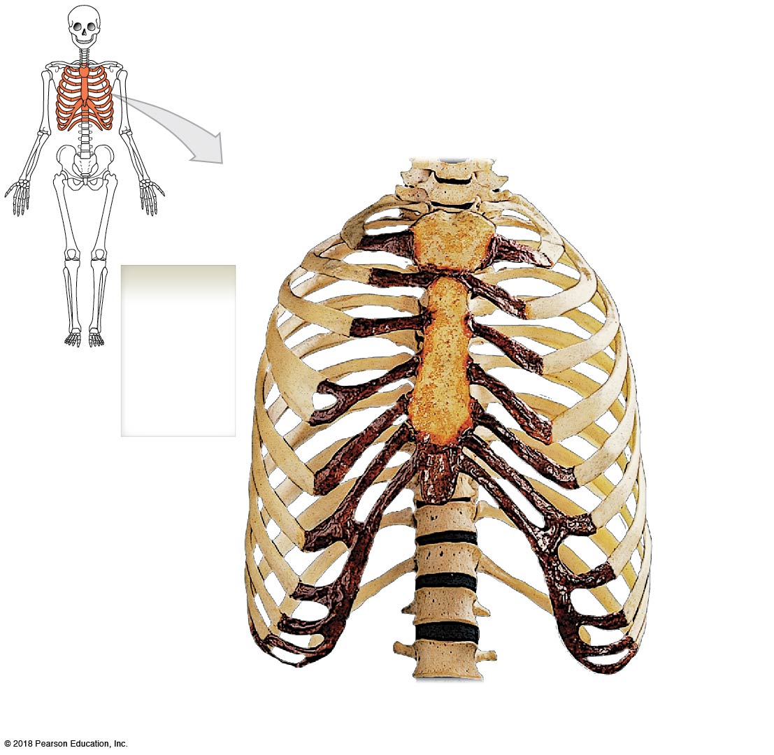 Anterior view of the rib cage and sternum, bone specimen