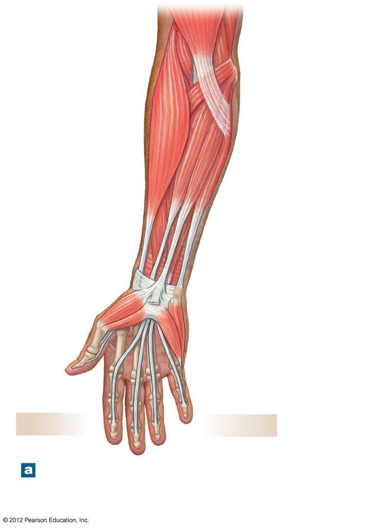 Anterior view of the superficial forearm flexor muscles
