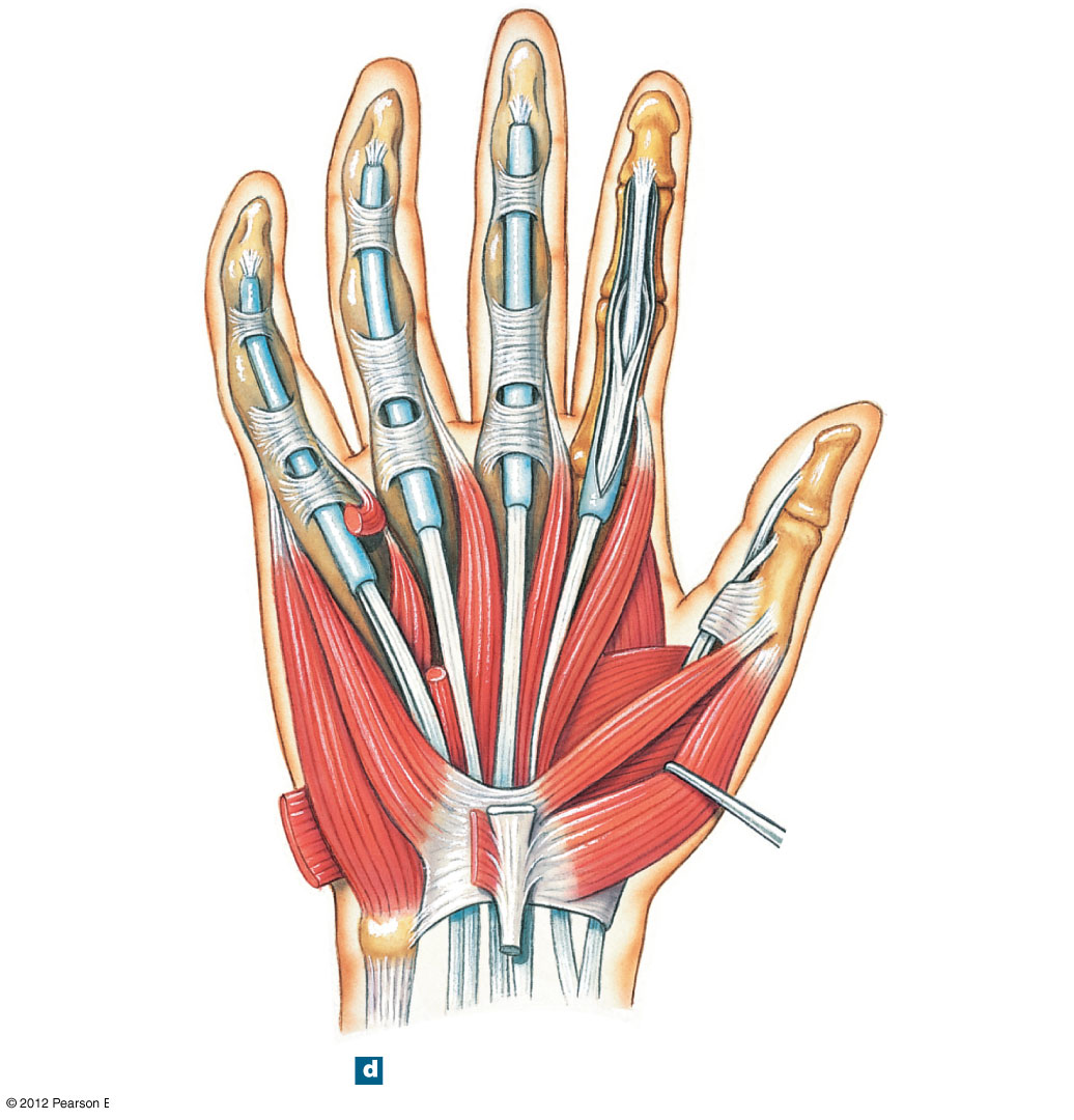Intrinsic muscles of the palm