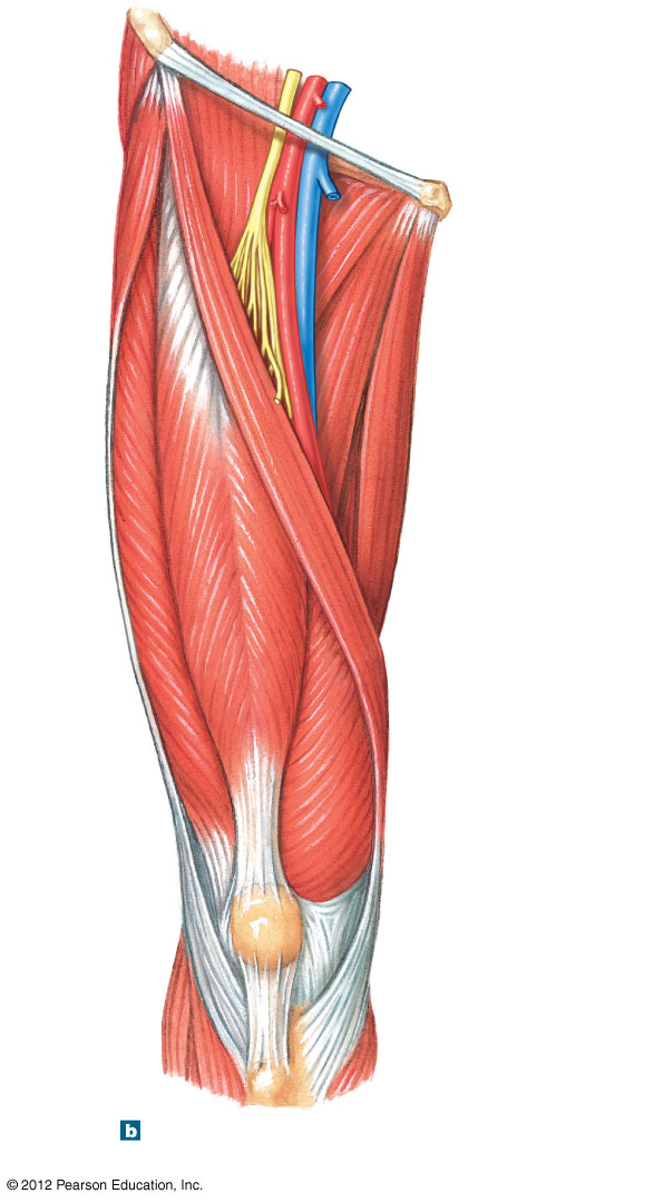 Anterior view of the quadriceps femoris muscle group