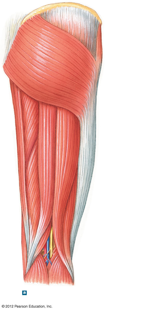 Posterior view of the hamstring muscle group