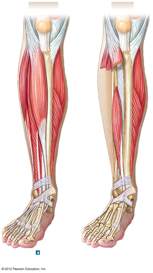 Anterior view of the leg dorsiflexor muscles