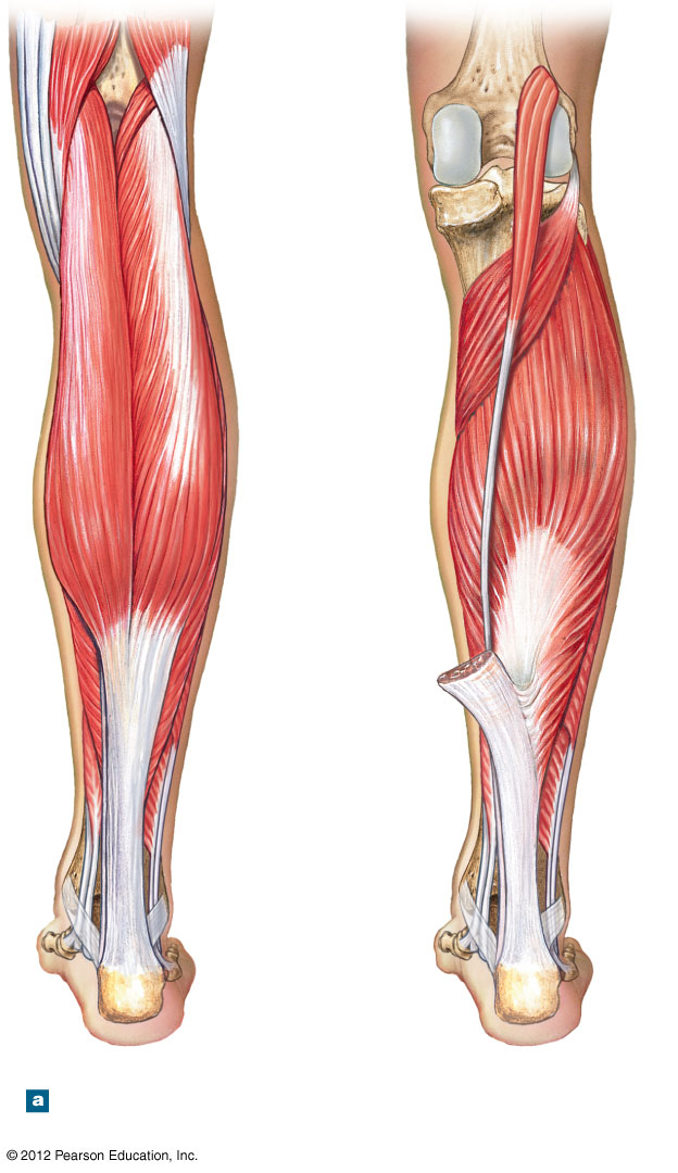 Posterior view of the calf plantar flexor muscles