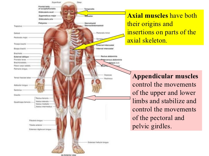 Anterior full-body superficial muscle map, labeled by axial vs. appendicular grouping