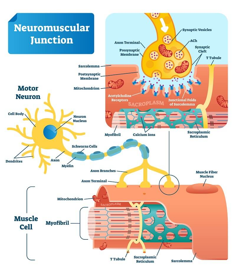 Diagram of the neuromuscular junction, from motor neuron to muscle fiber