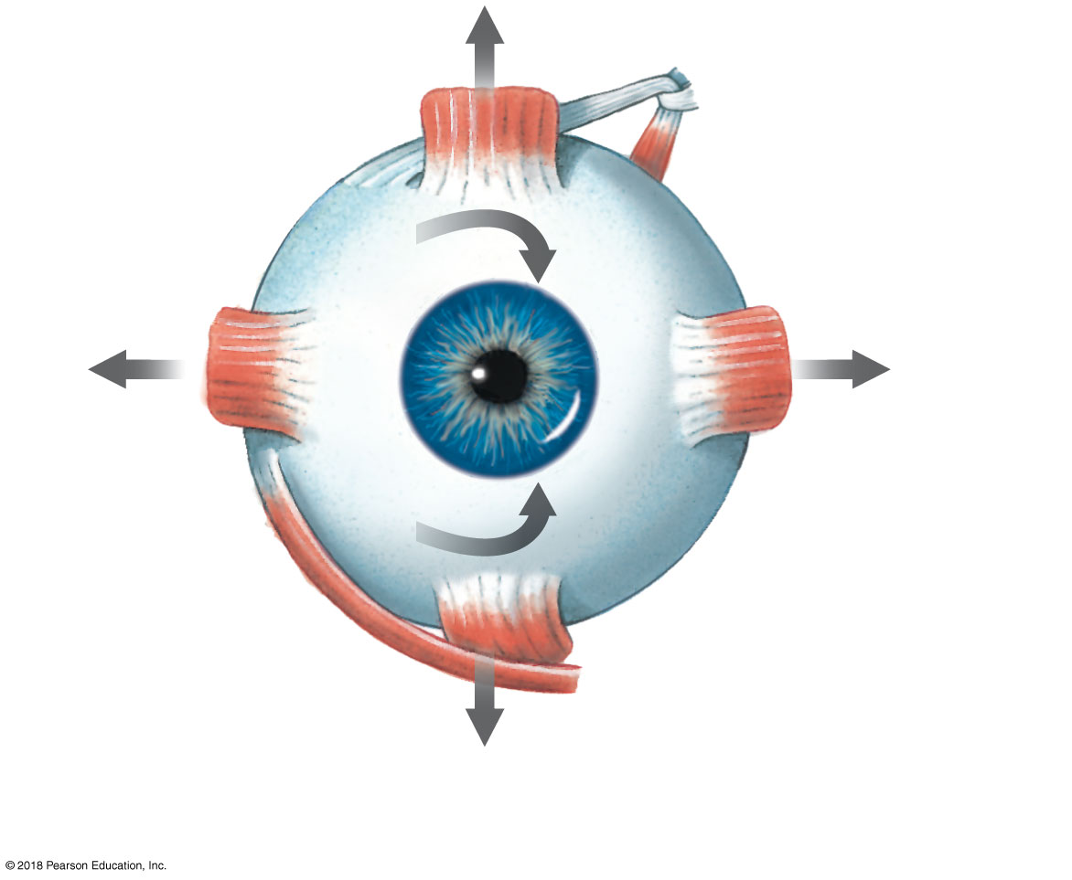 The six extra-ocular muscles arranged around the eyeball, with arrows showing their pull direction
