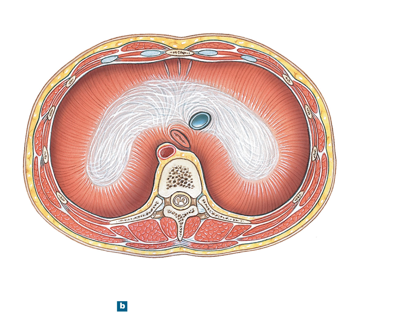 Superior view of the diaphragm, showing its dome shape and central tendon