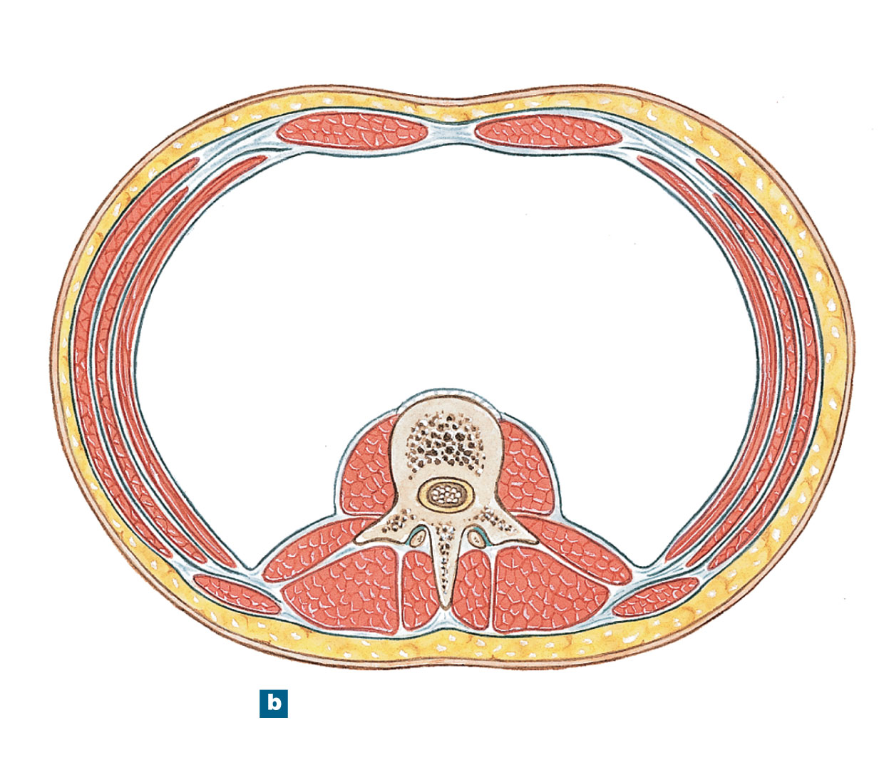 Transverse cross-section of the abdominal wall at the level of a lumbar vertebra