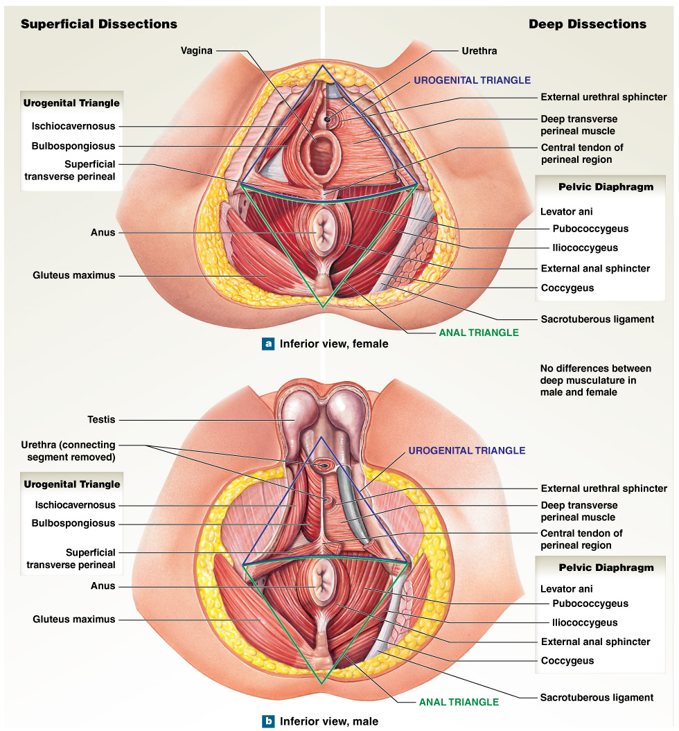 Inferior view of the female and male pelvic floor, showing the urogenital and anal triangles