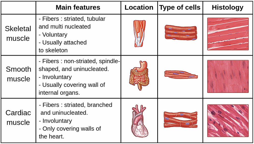 Comparison of skeletal, smooth, and cardiac muscle tissue