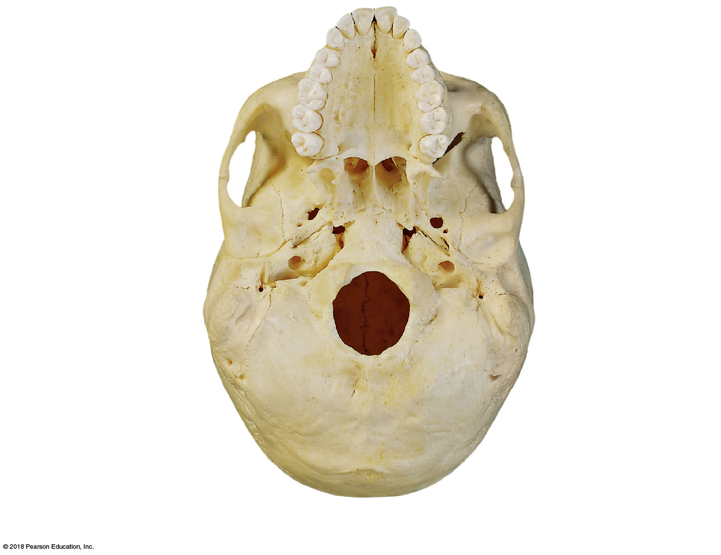 Inferior view of the skull base and its foramina