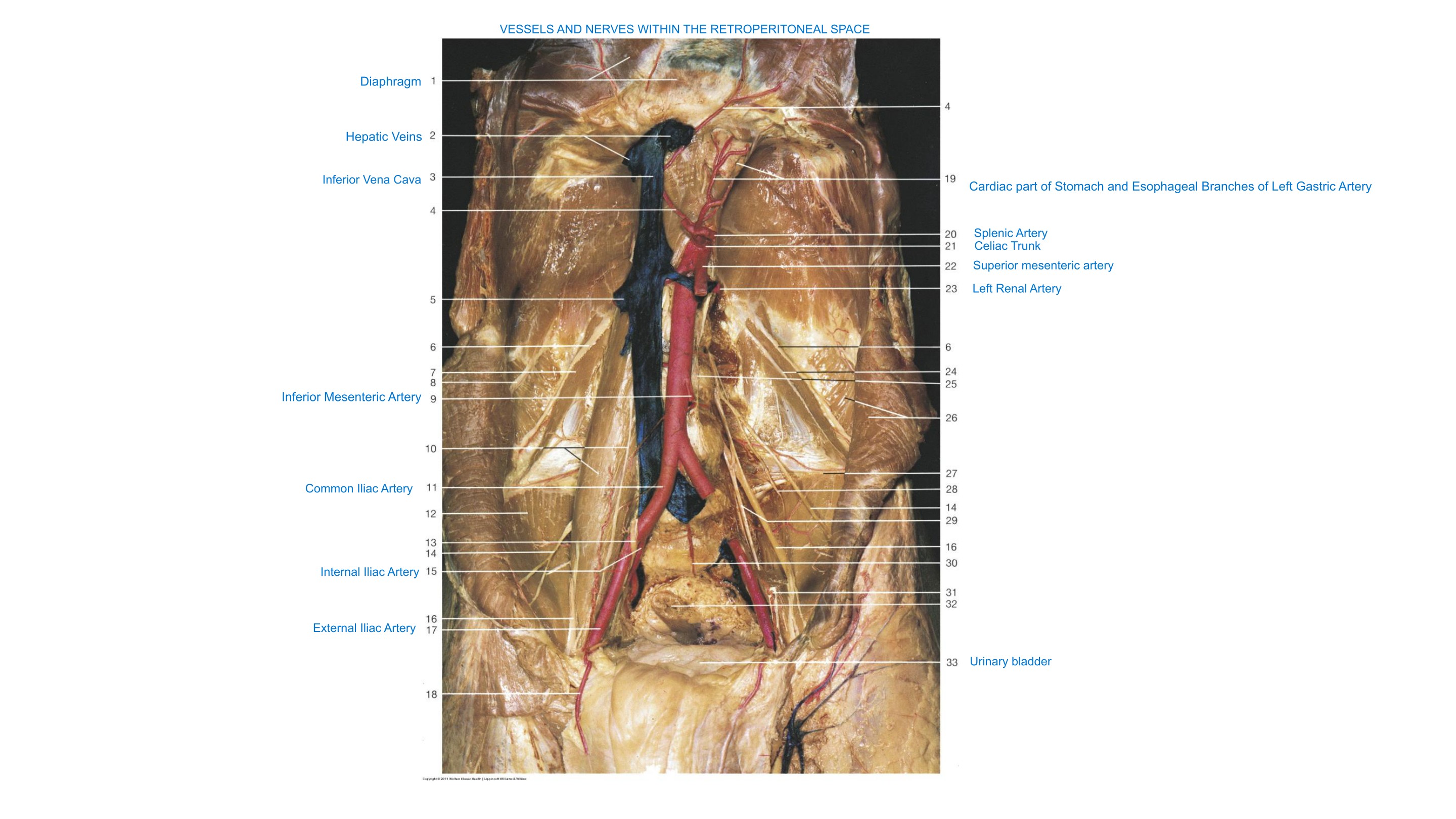 Vessels & Nerves Within the Retroperitoneal Space, fully labeled