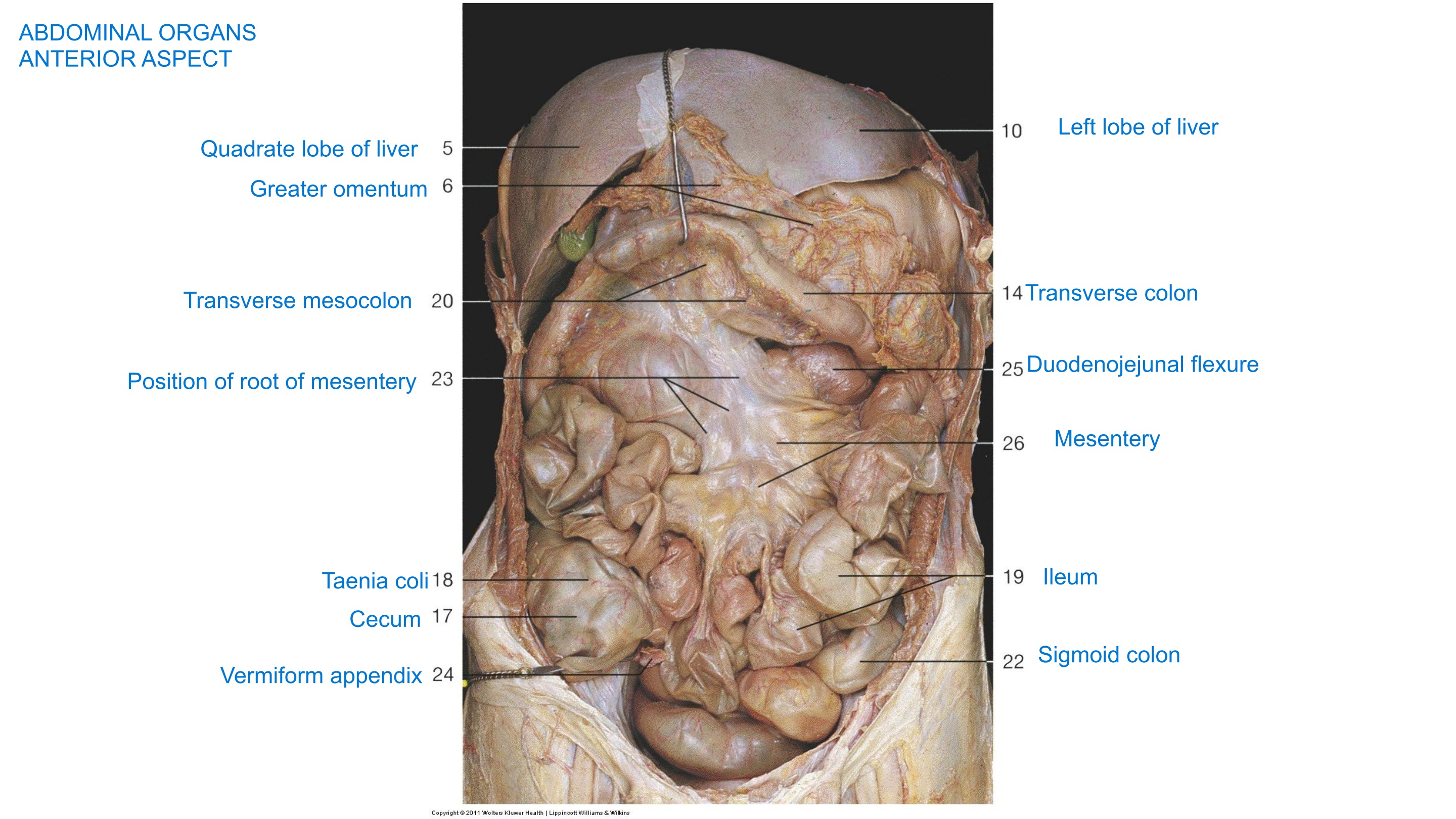 Abdominal Organs — Anterior Aspect (II), fully labeled