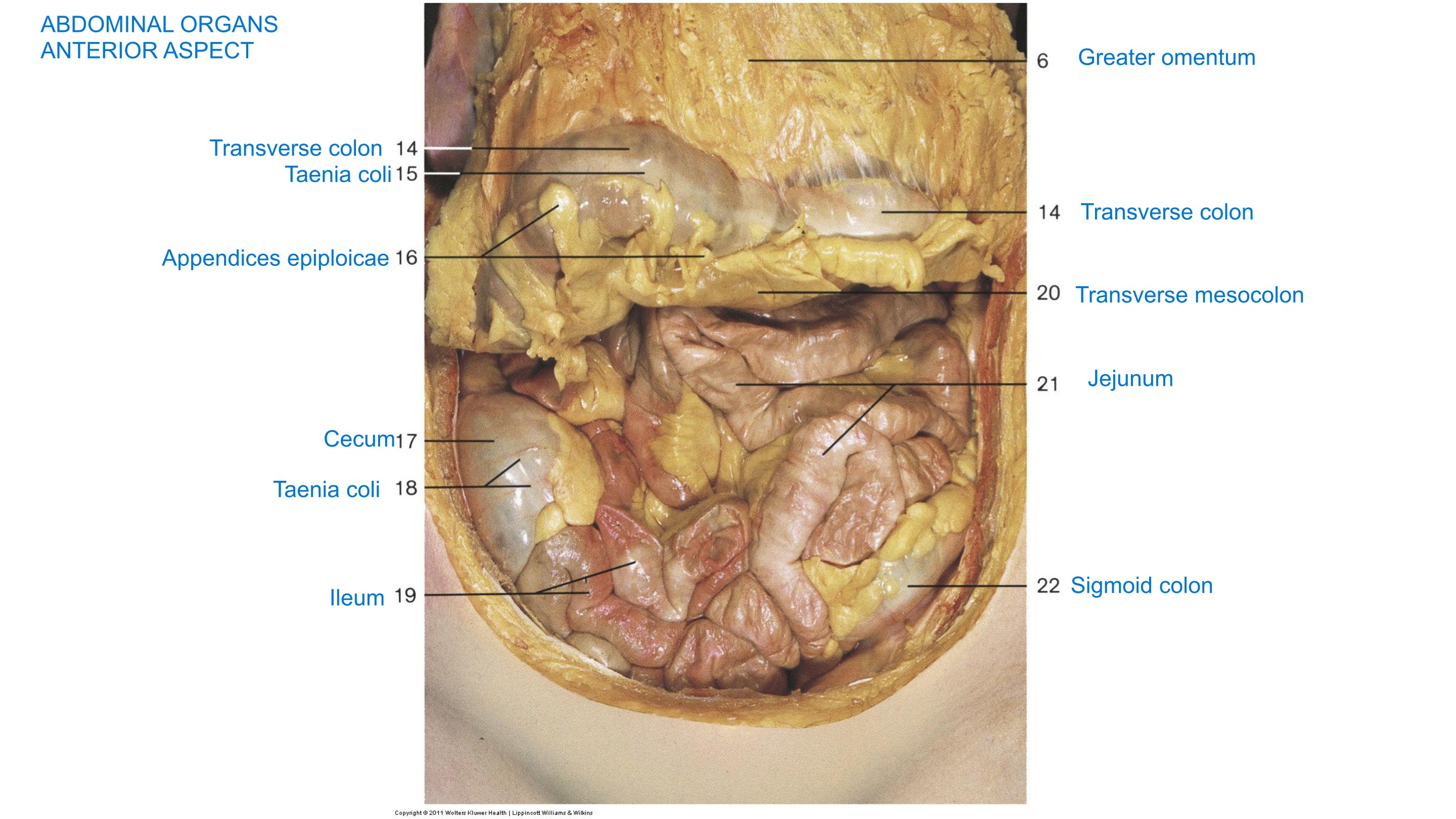 Abdominal Organs — Anterior Aspect, fully labeled