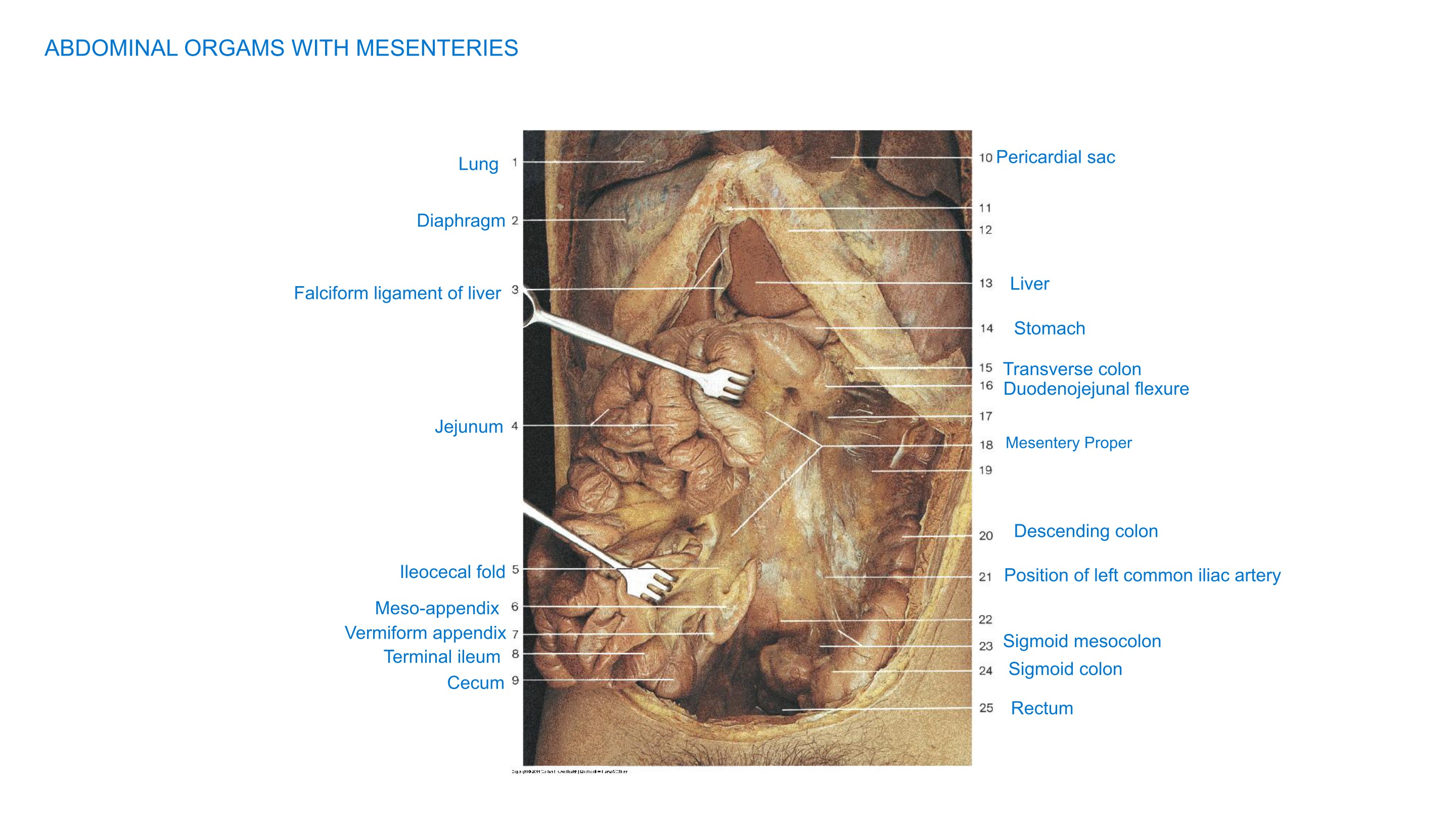 Abdominal Organs with Mesenteries (Artistic Rendering), fully labeled