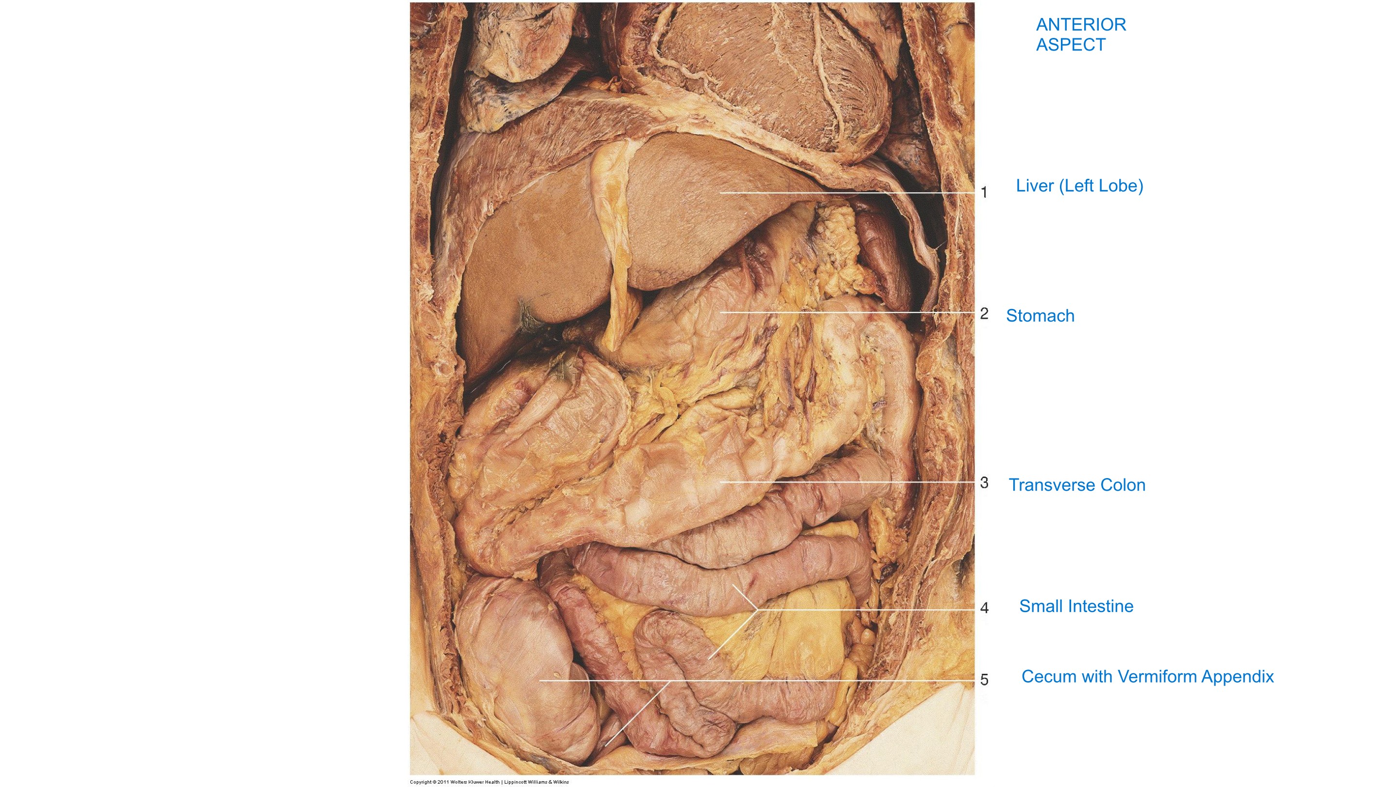 Anterior Abdominal Organs, fully labeled