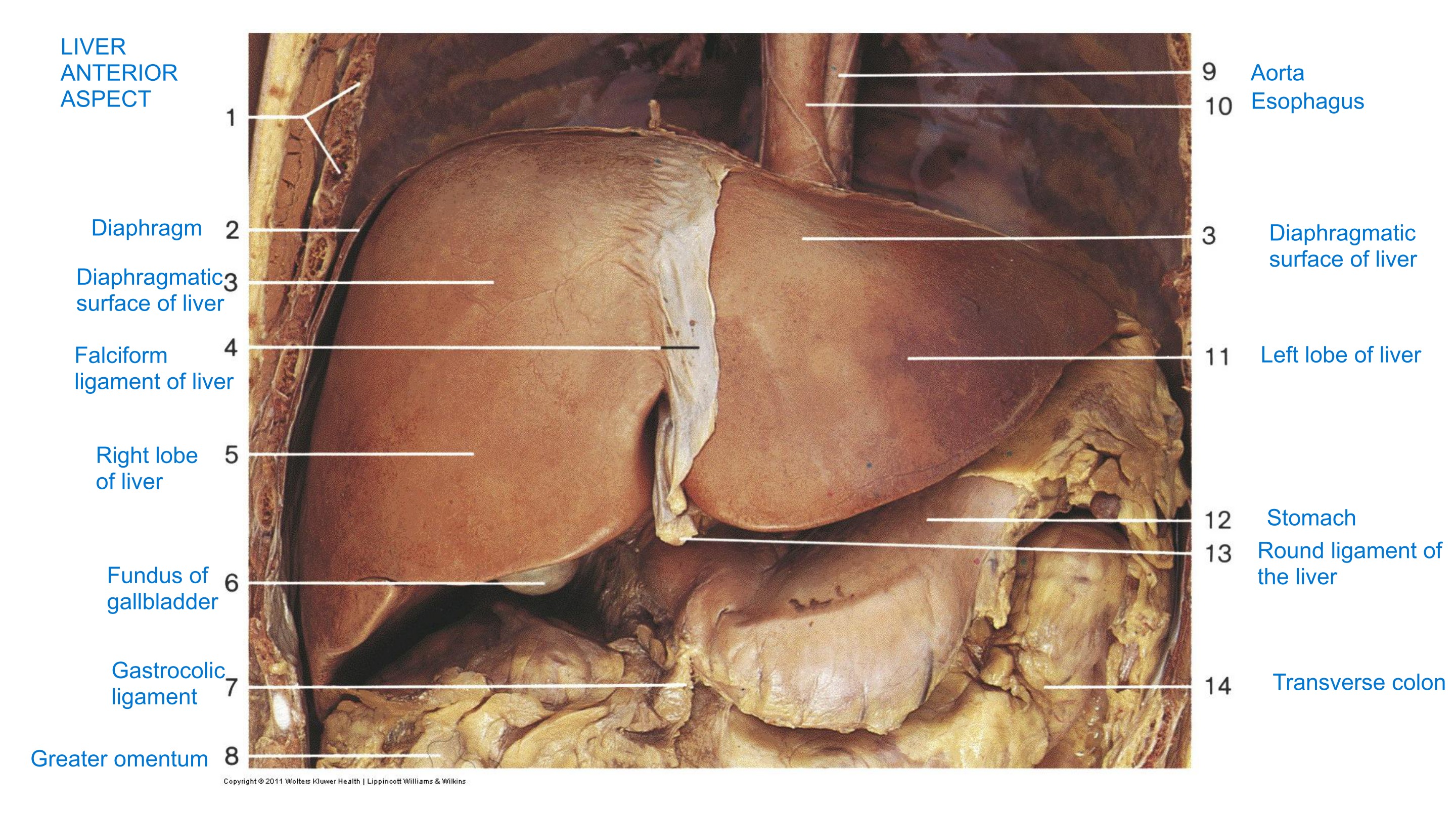 Liver — Anterior Aspect, fully labeled