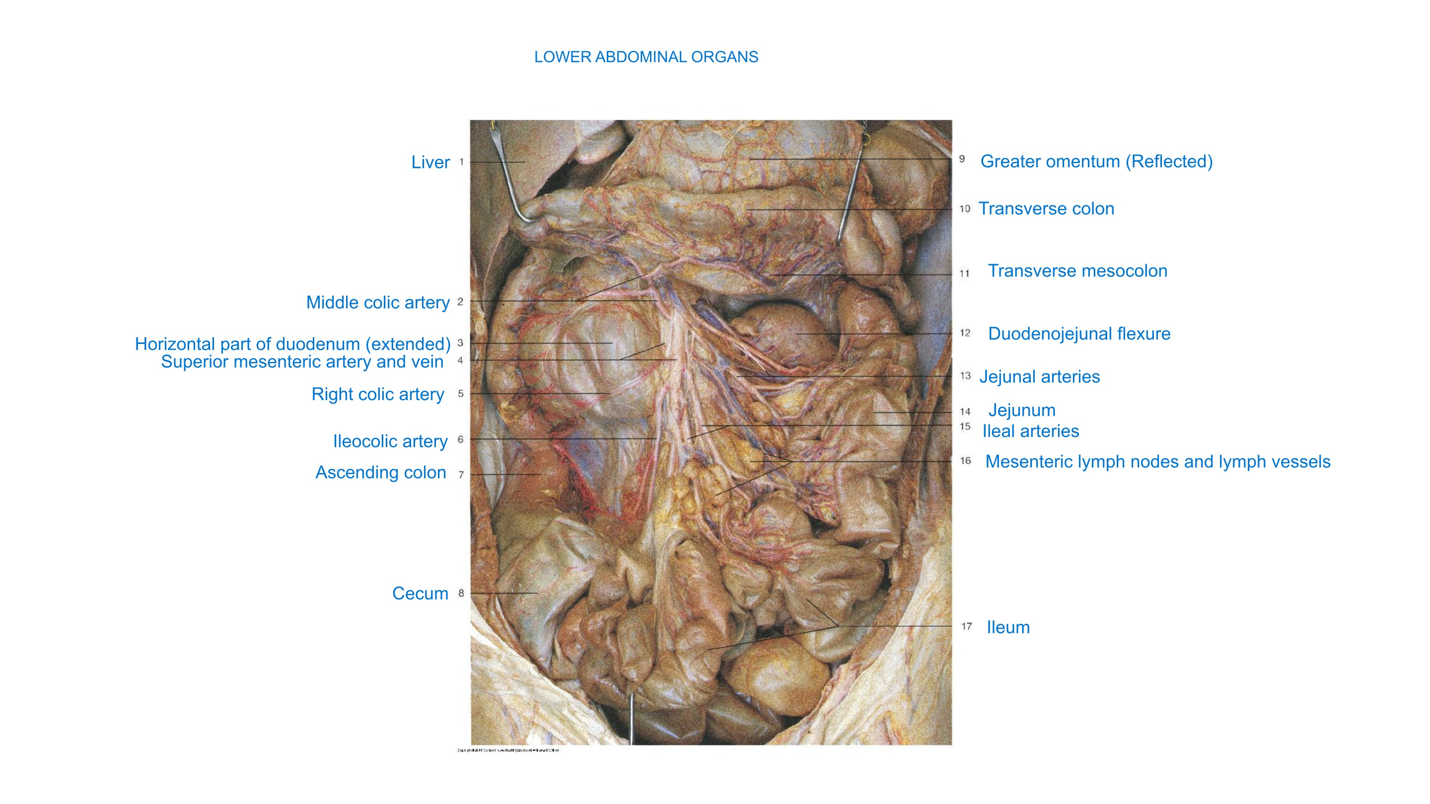 Lower Abdominal Organs (Artistic Rendering), fully labeled