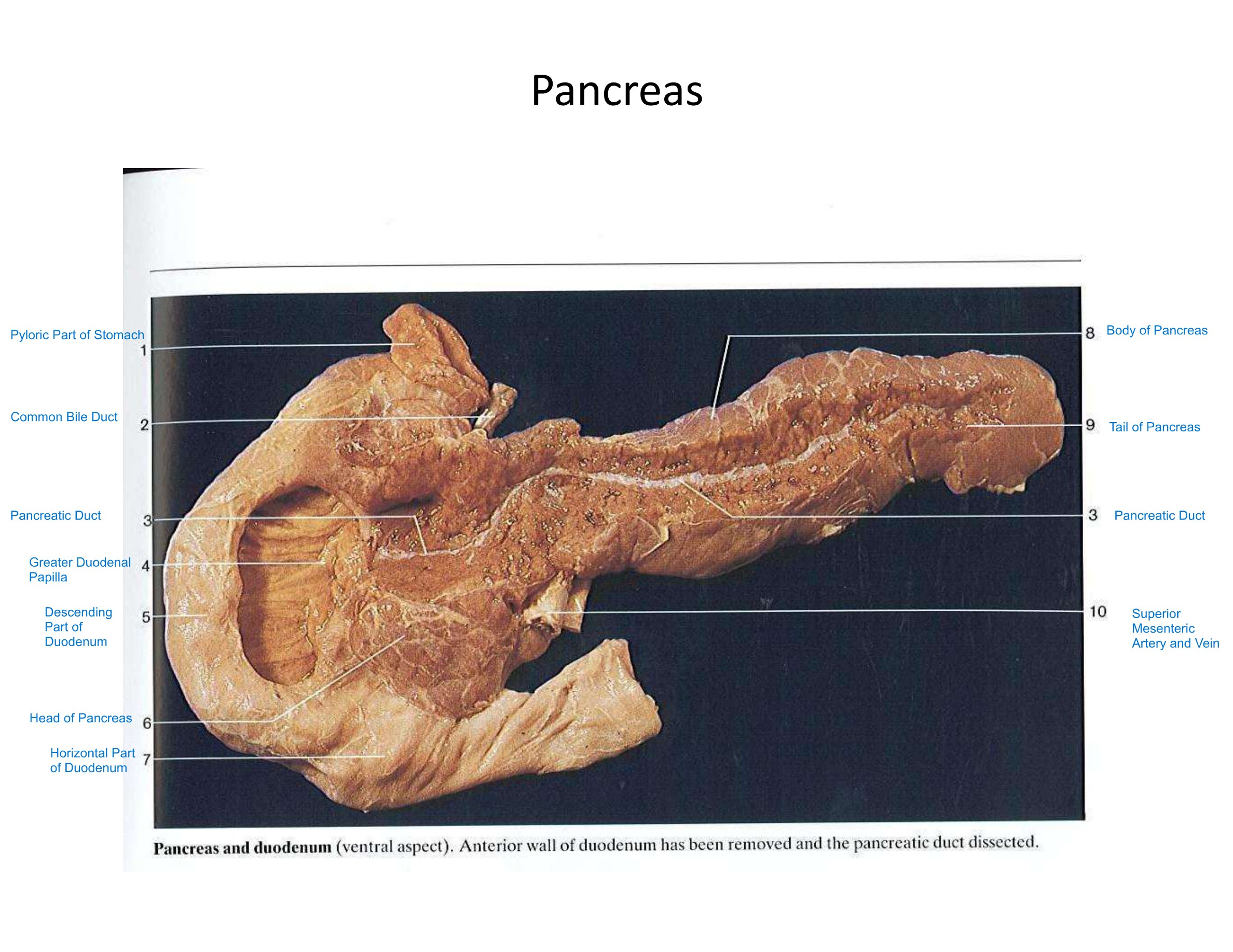 Pancreas, fully labeled