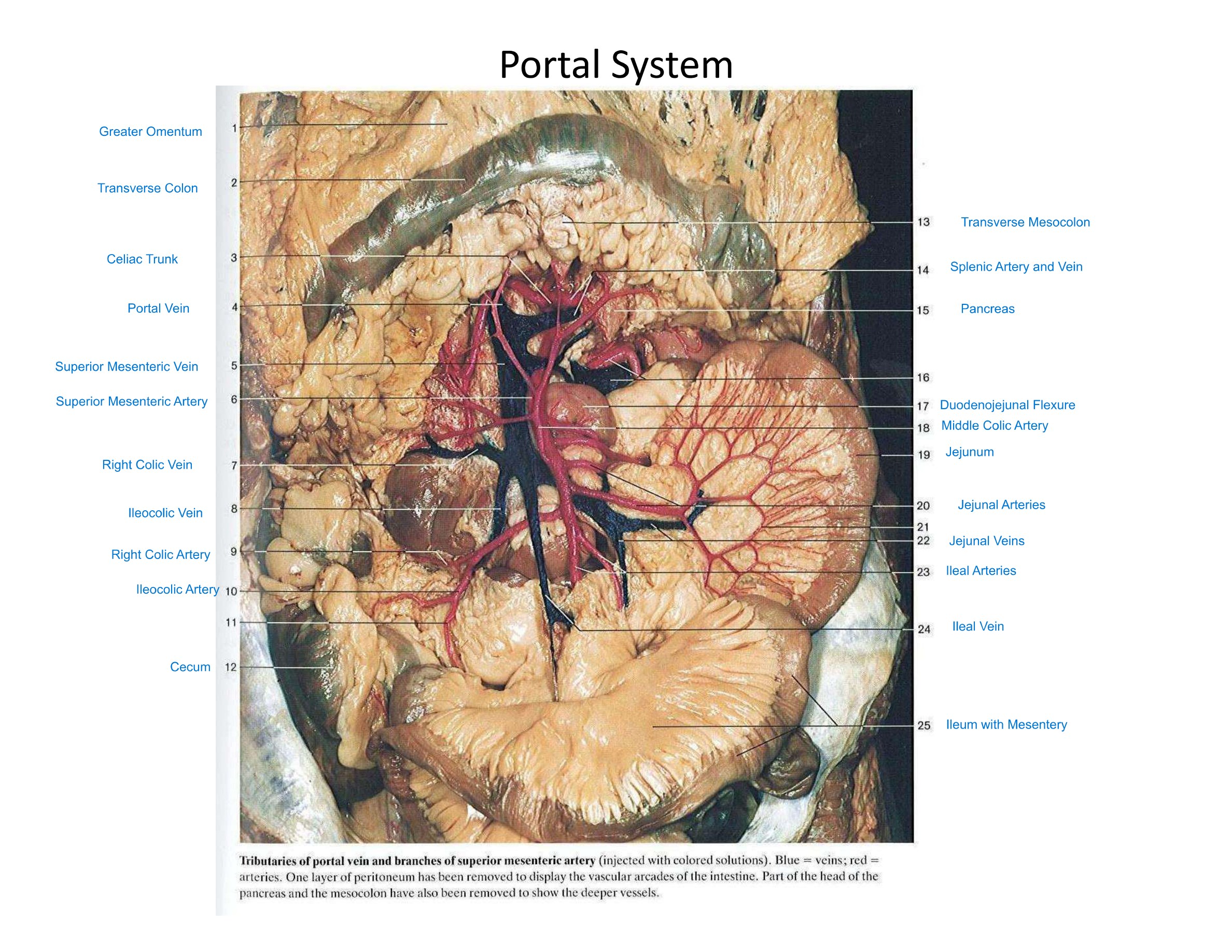 GI Portal System, fully labeled