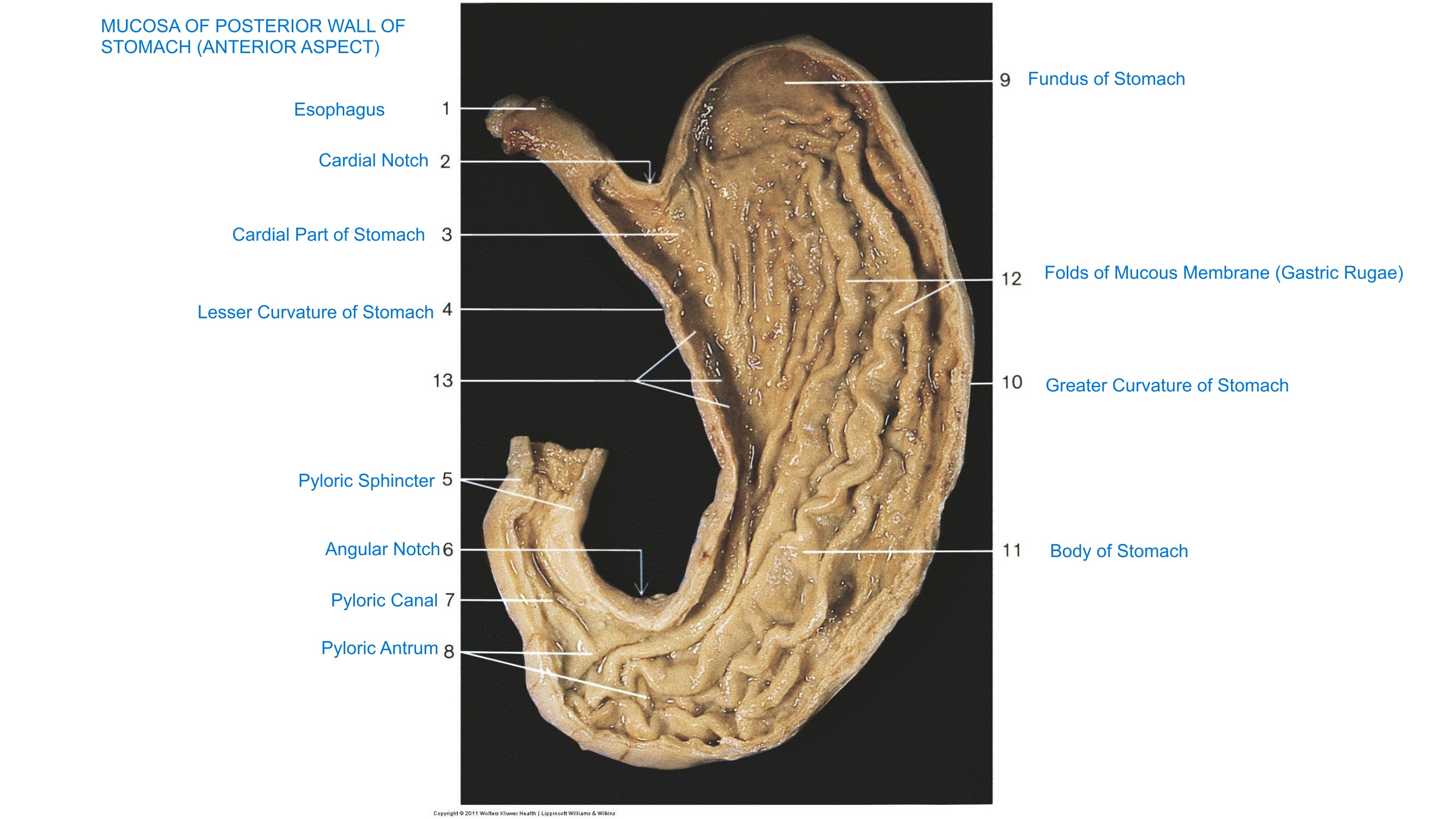 Stomach Mucosa — Posterior Wall, fully labeled