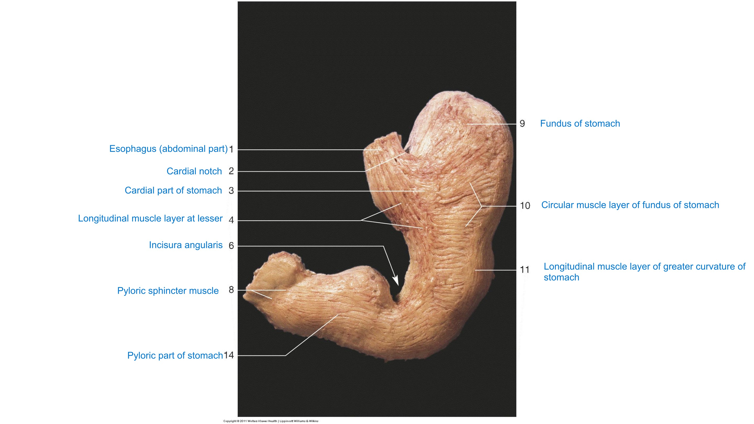 Stomach — Muscular Coat, Cross-Section, fully labeled