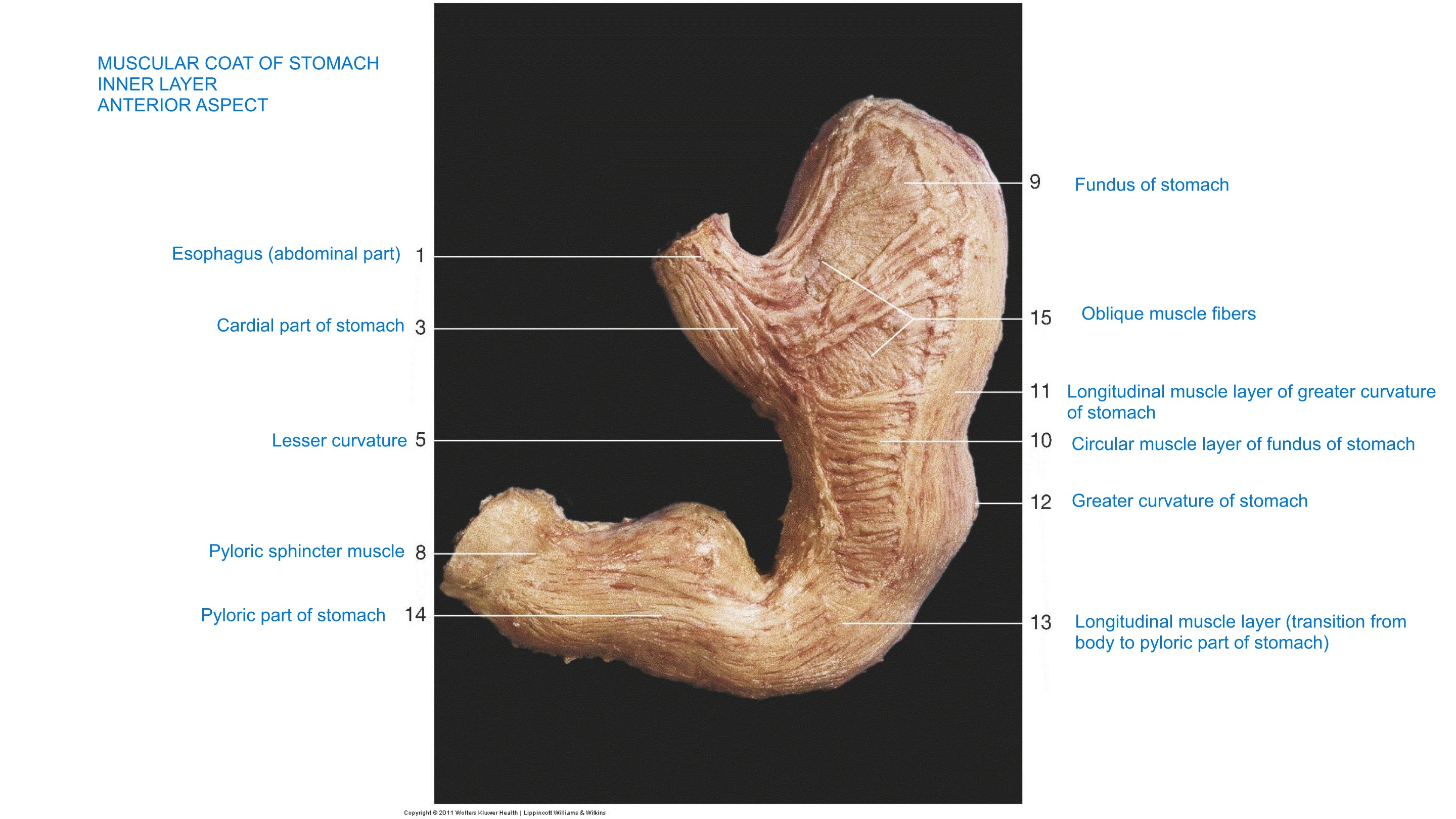 Stomach — Muscular Coat, Inner Layer, fully labeled